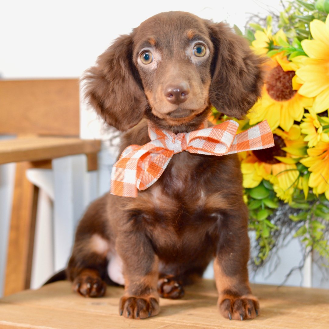 A puppy looking at the camera