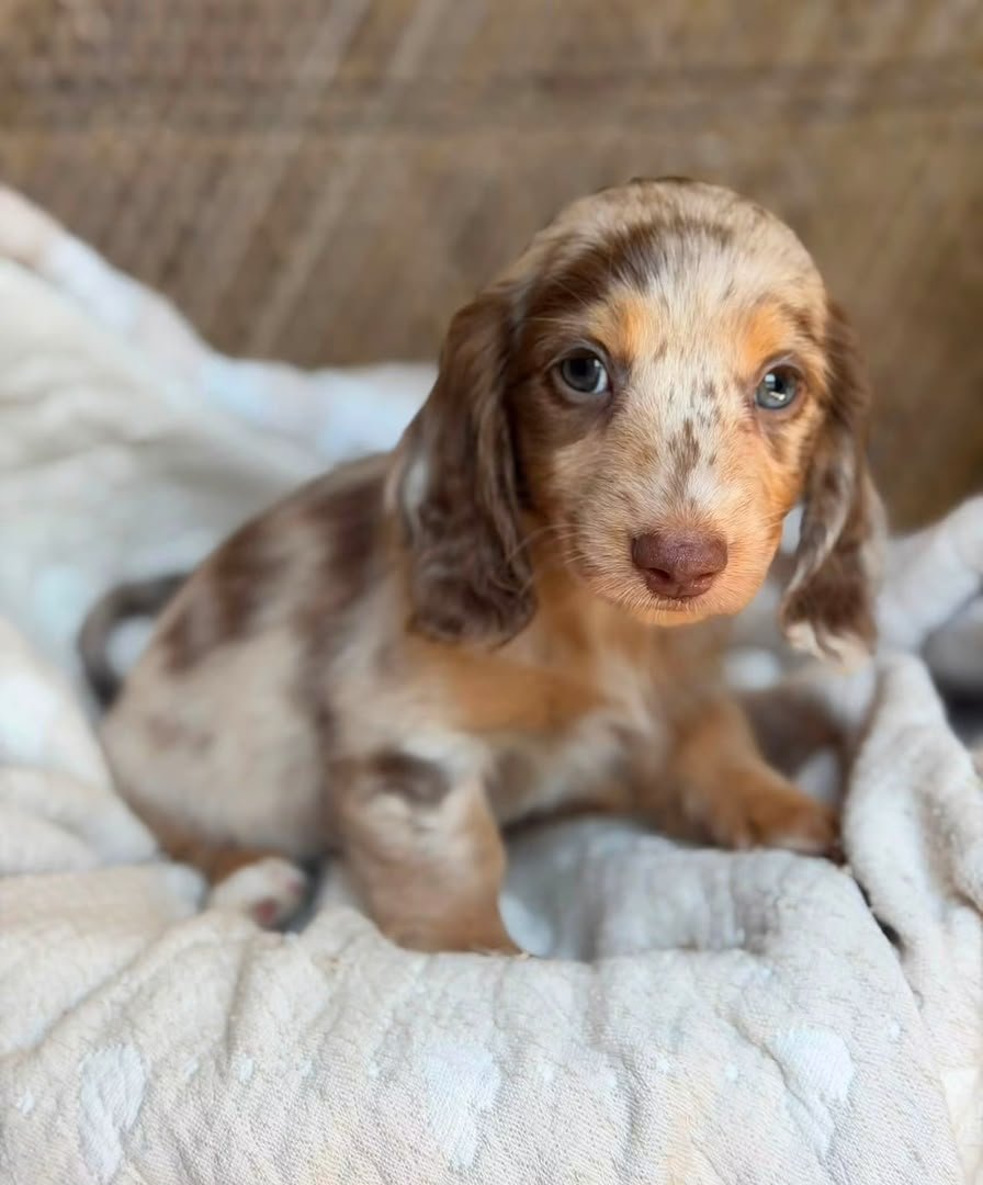 Rosie