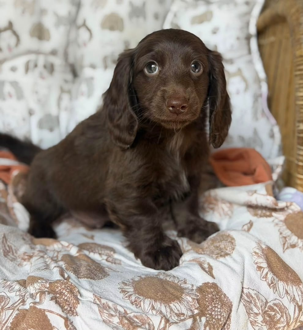 Brownie image 3