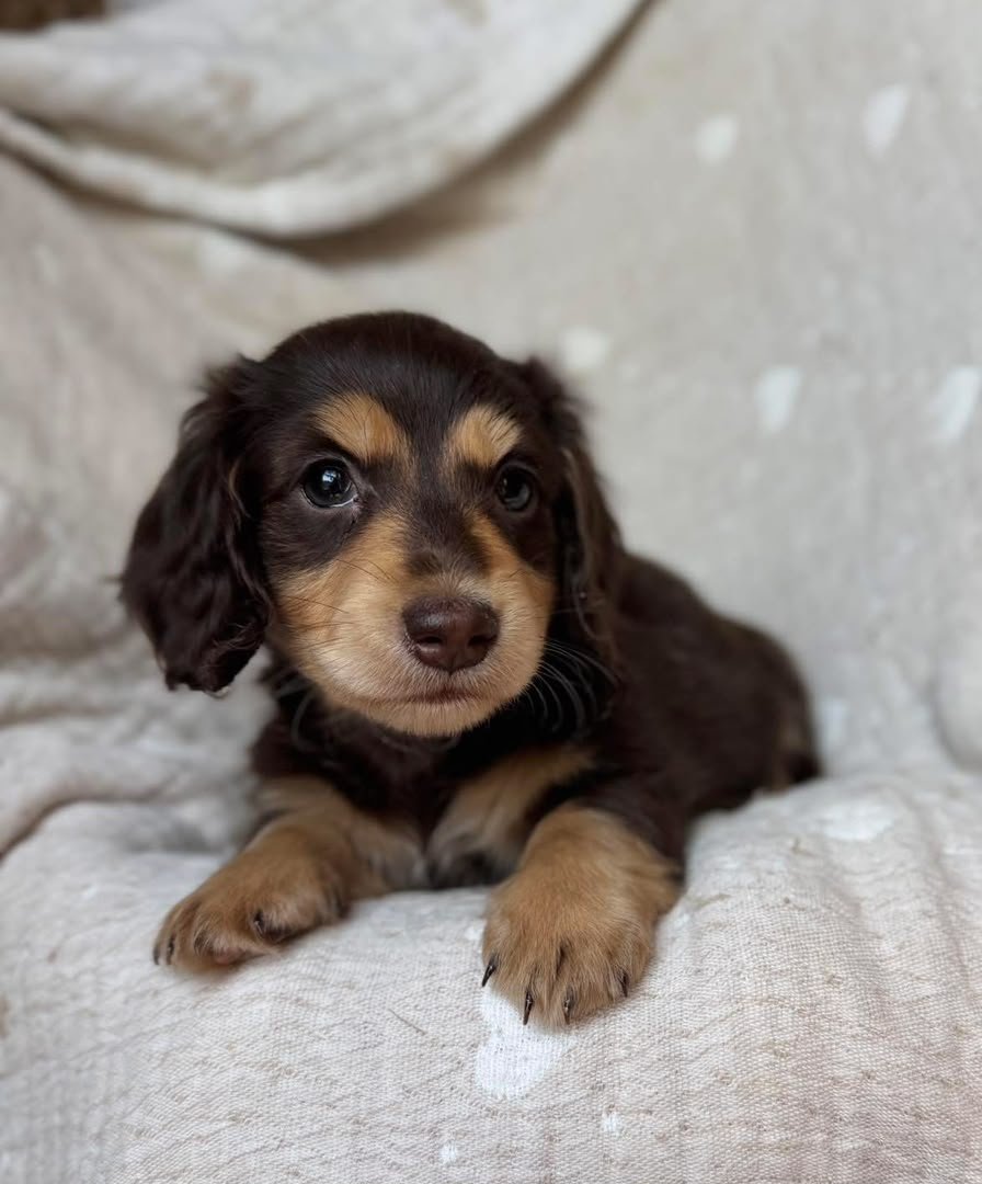 Milo