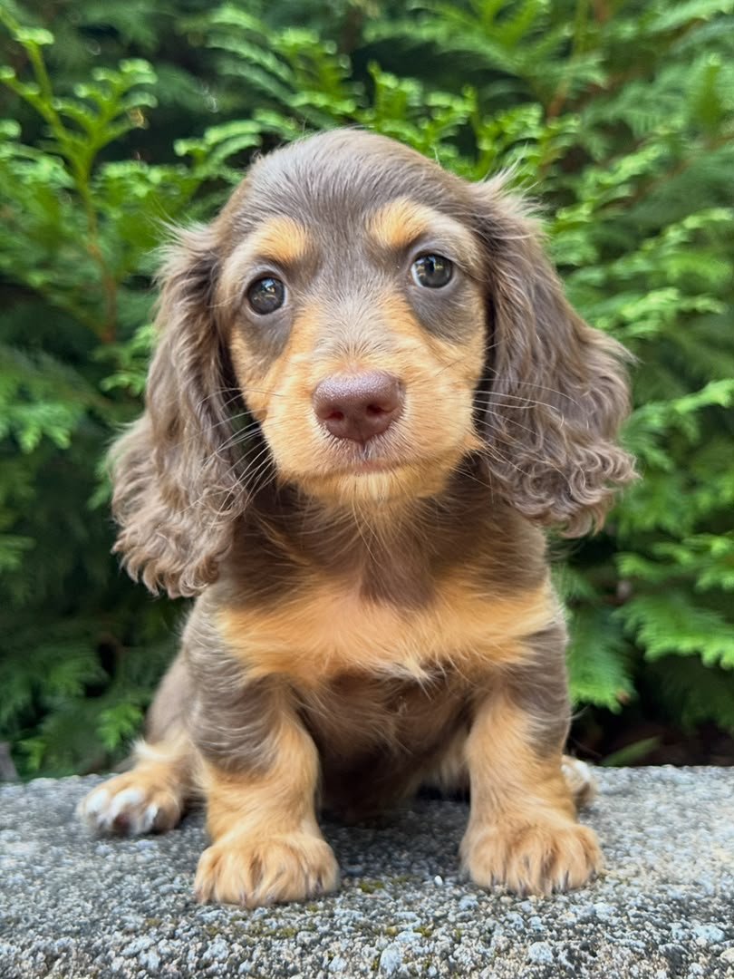 Toby image 3