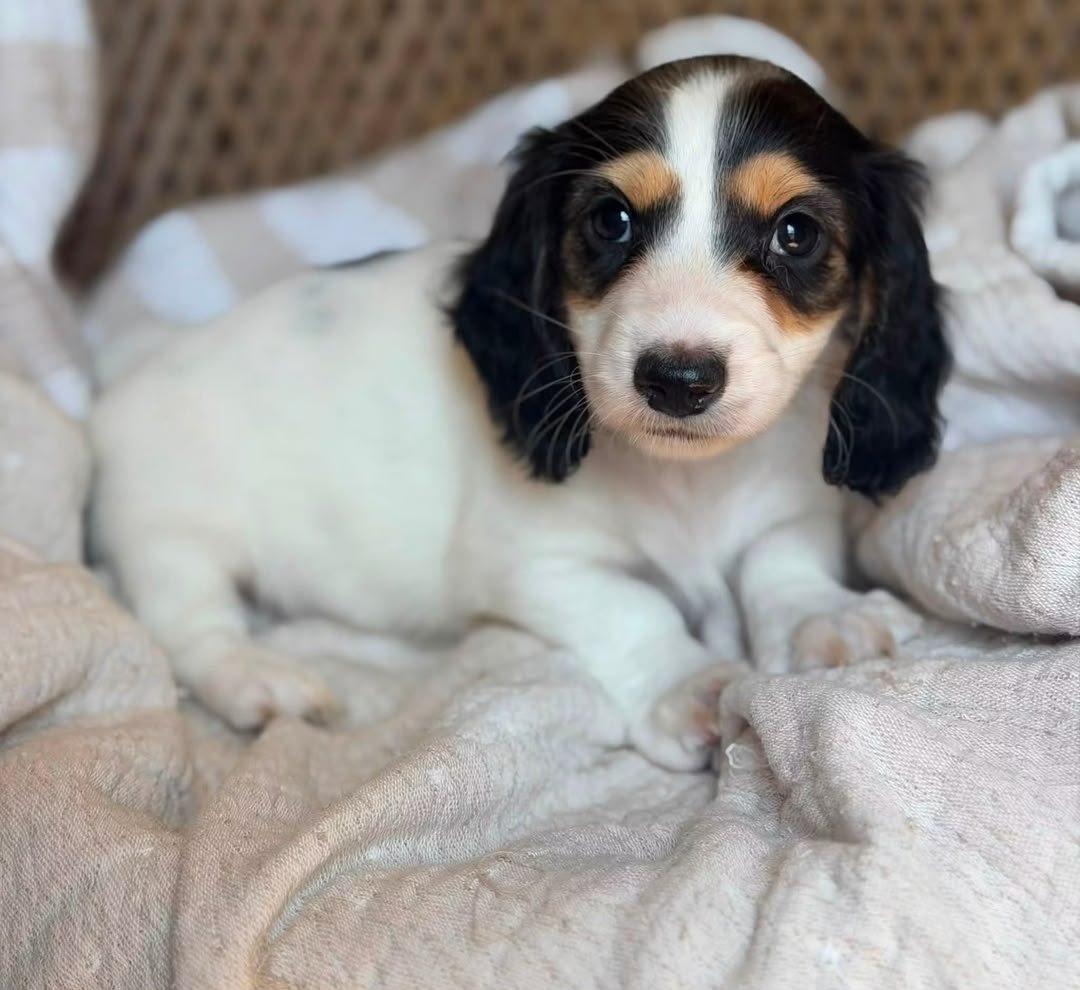 Daisy image 2