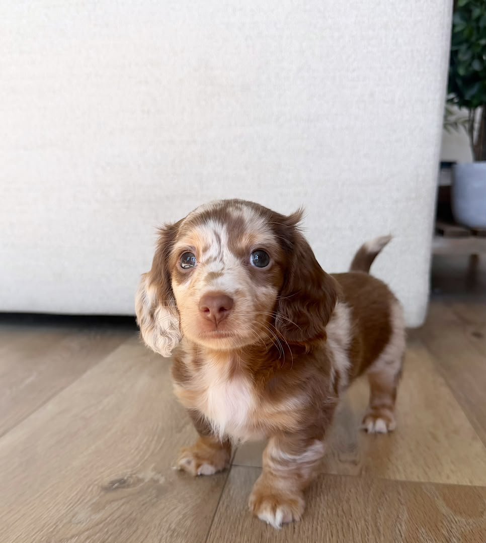 Rusty