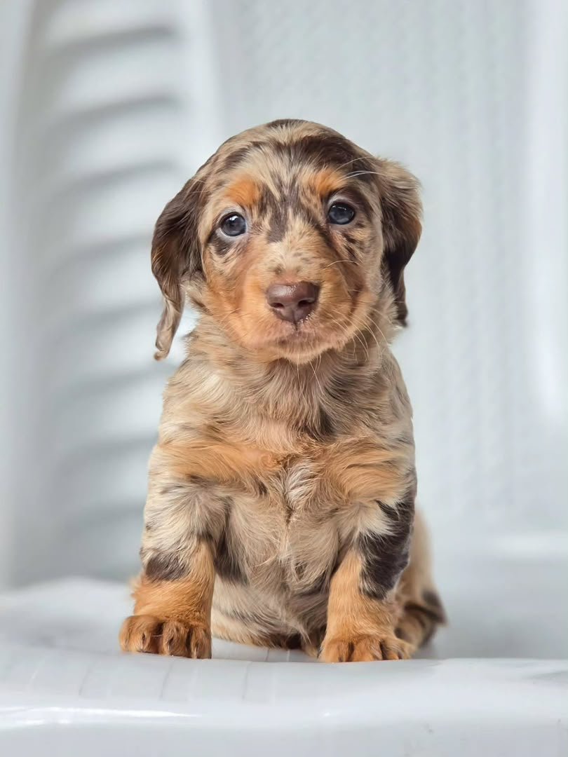 Cocoa