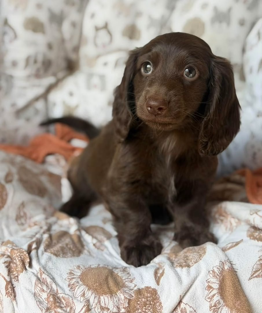 Brownie image 4
