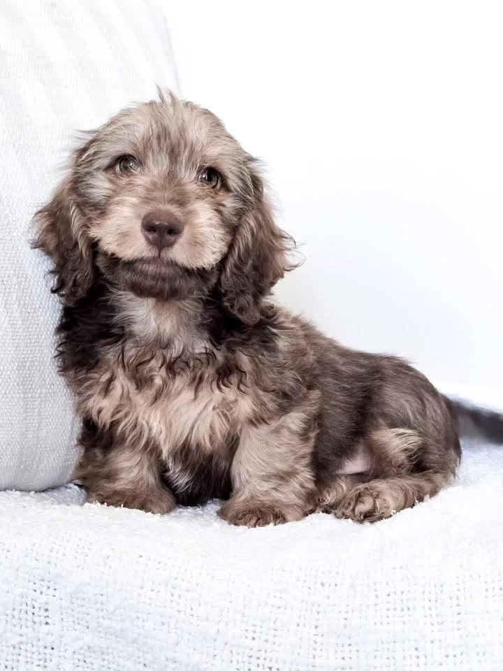 Teddy