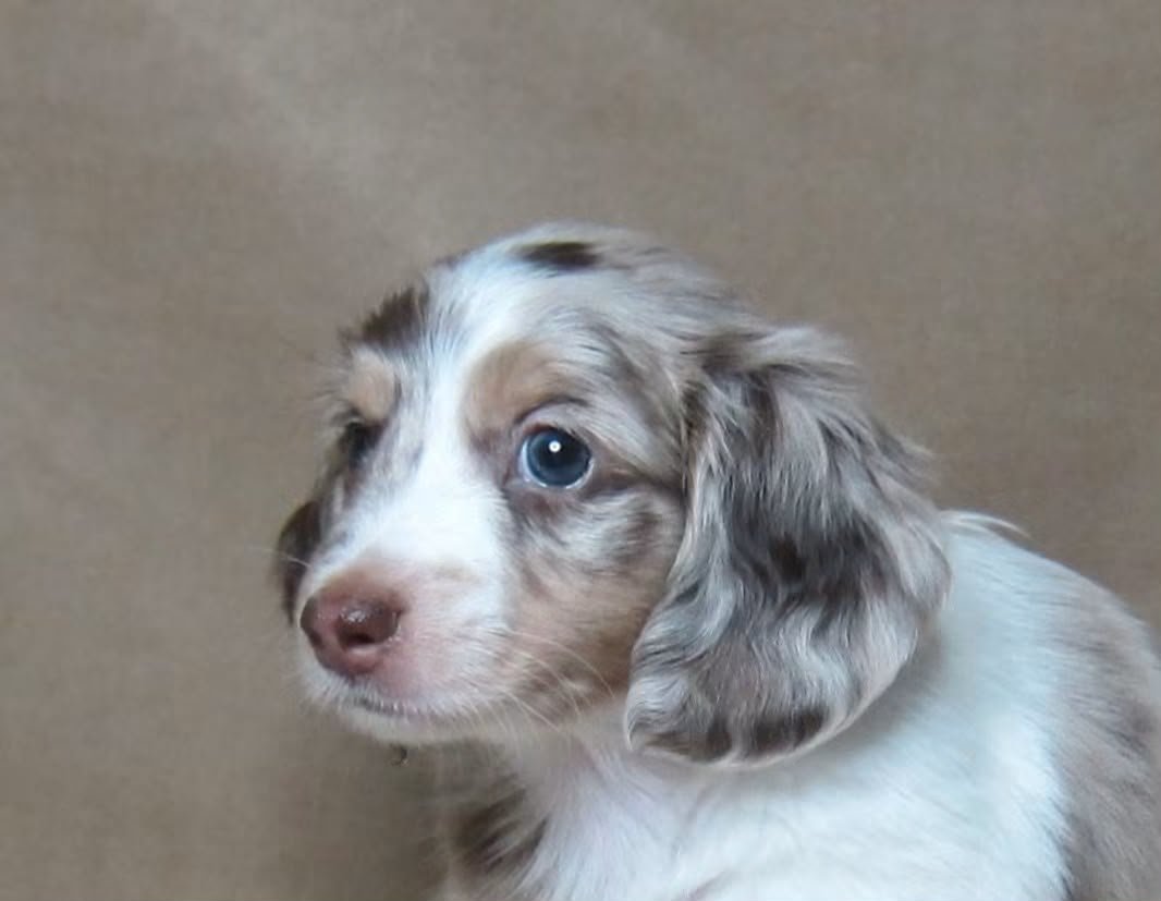 Daisy