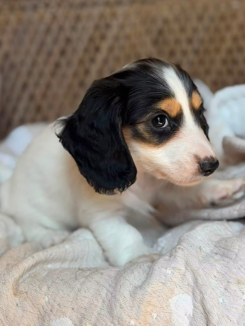 Daisy image 3