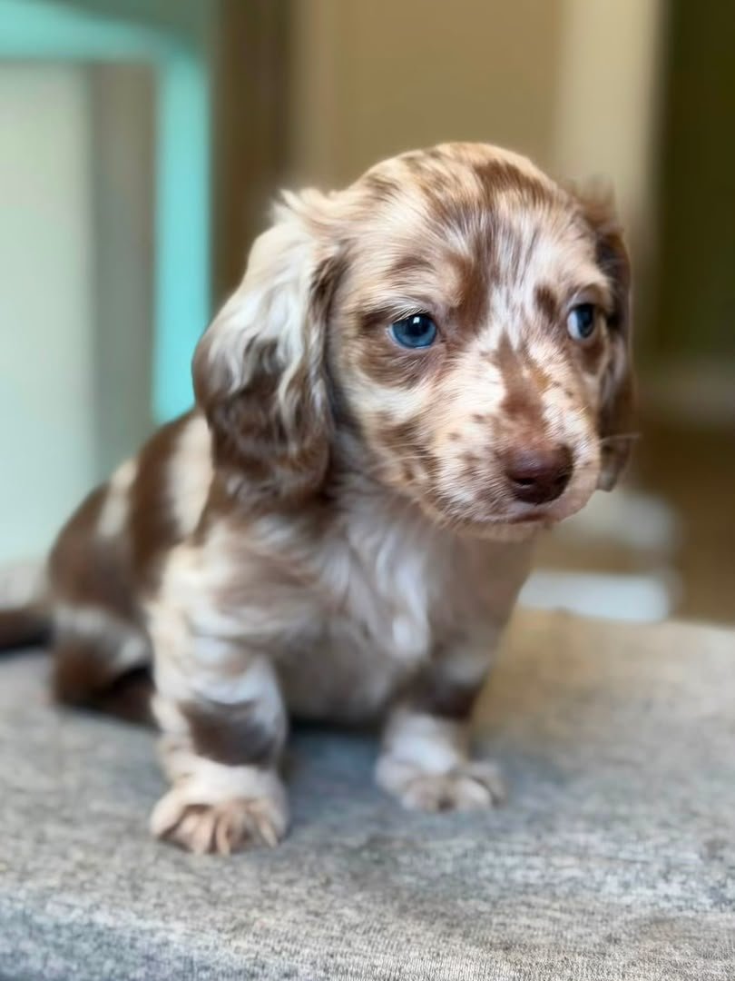 Milo