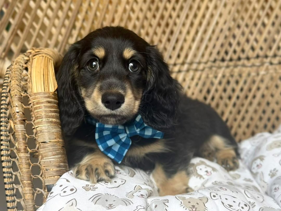 Finn image 4