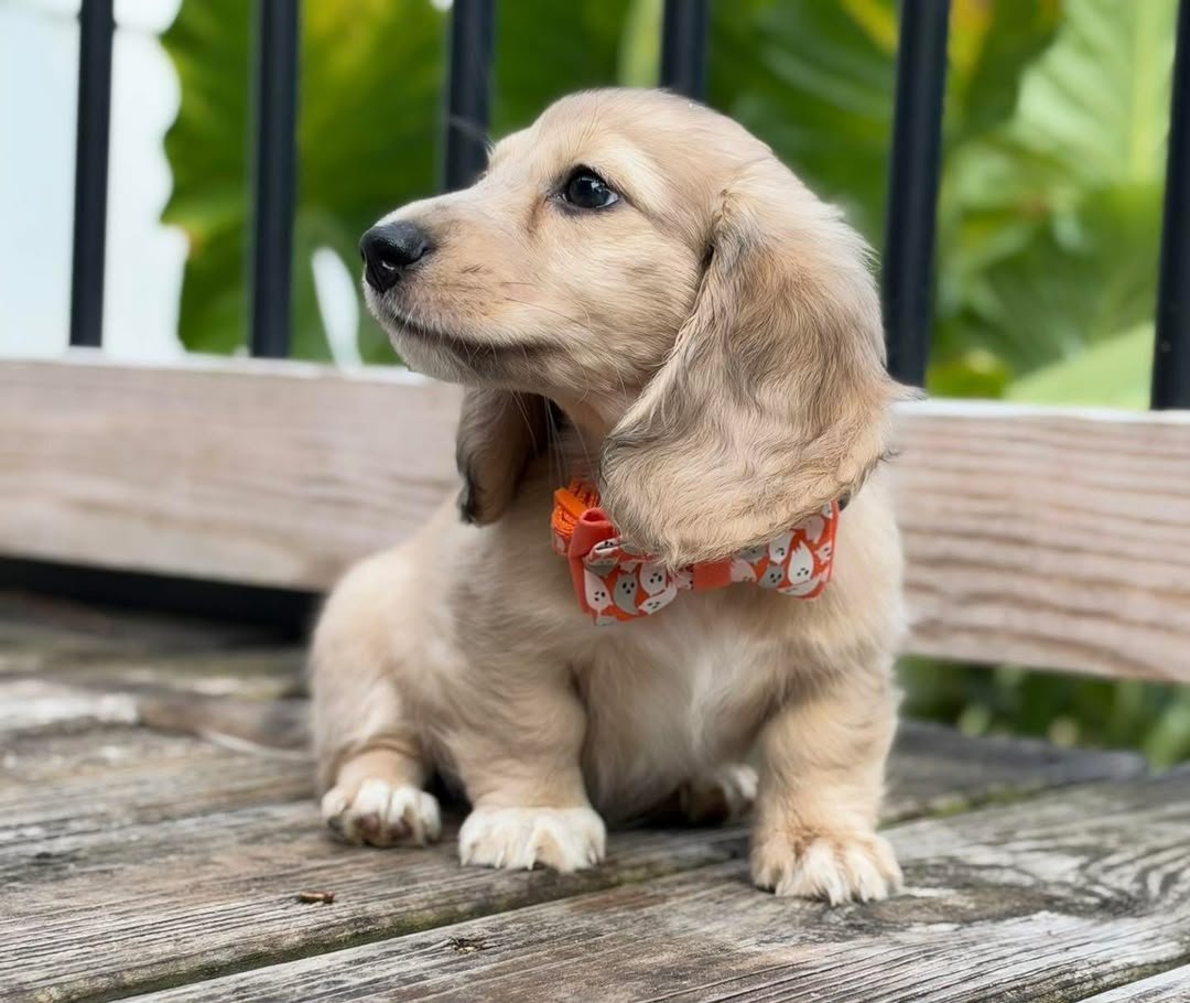Daisy