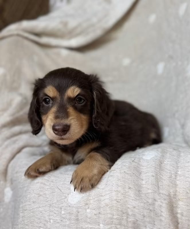 Milo image 2