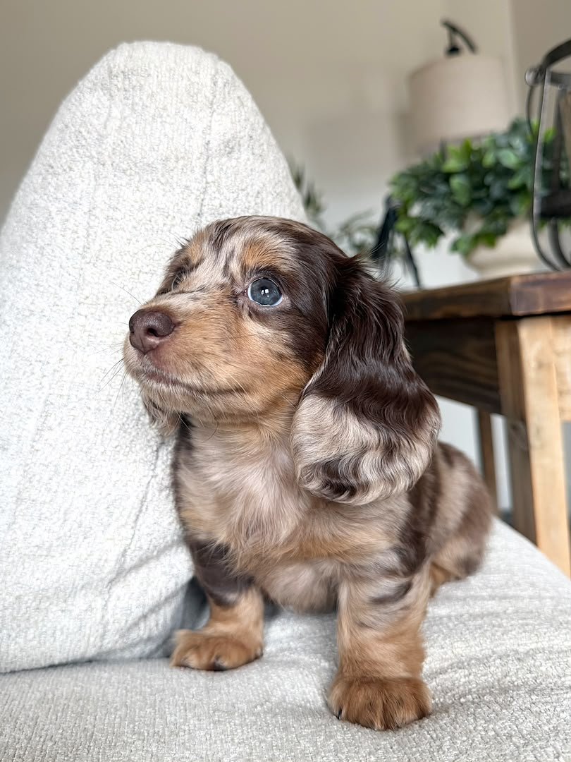 Hazel