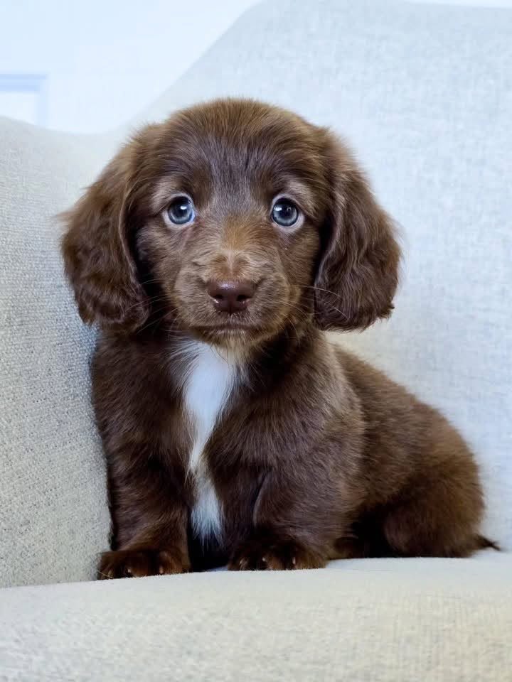 Bruno