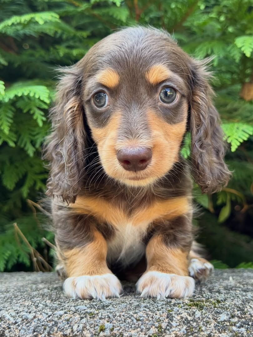 Toby image 2