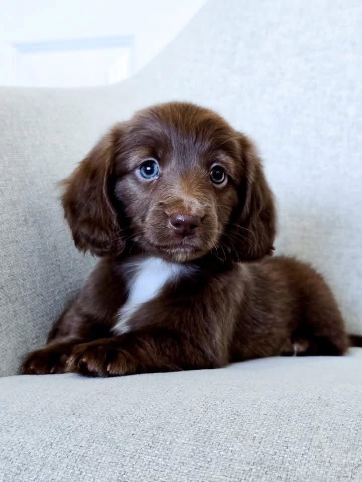 Bruno image 2