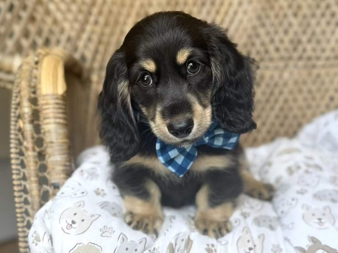 Finn image 3