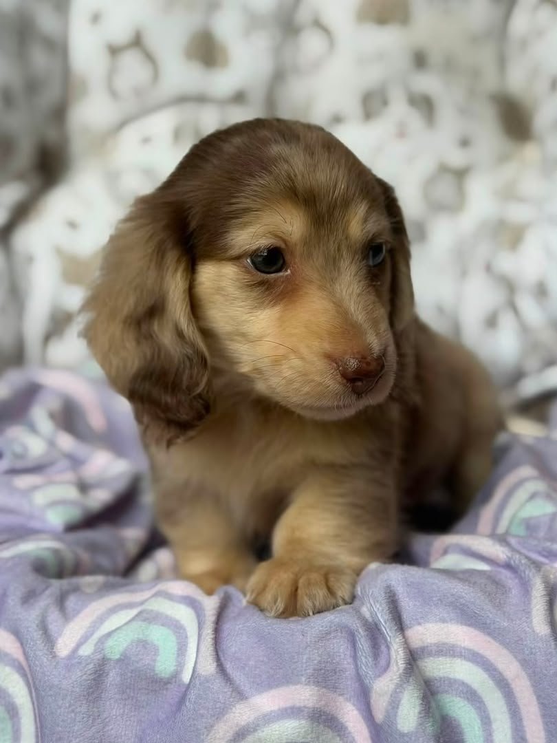 Cocoa