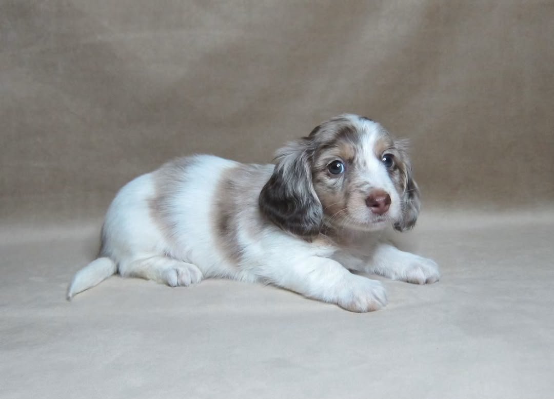 Daisy image 3