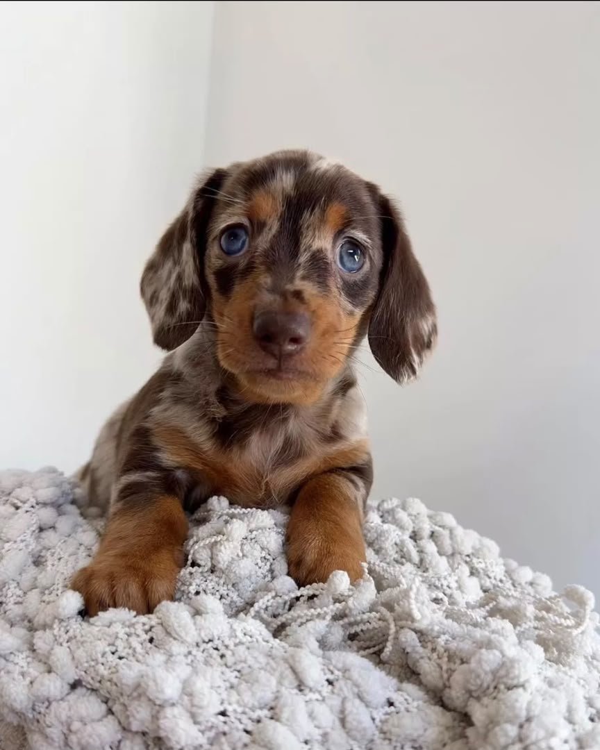 Cheddar