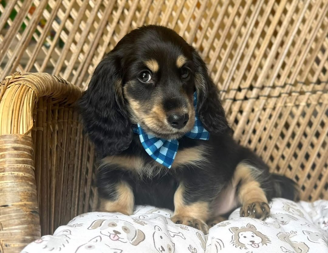 Finn image 2