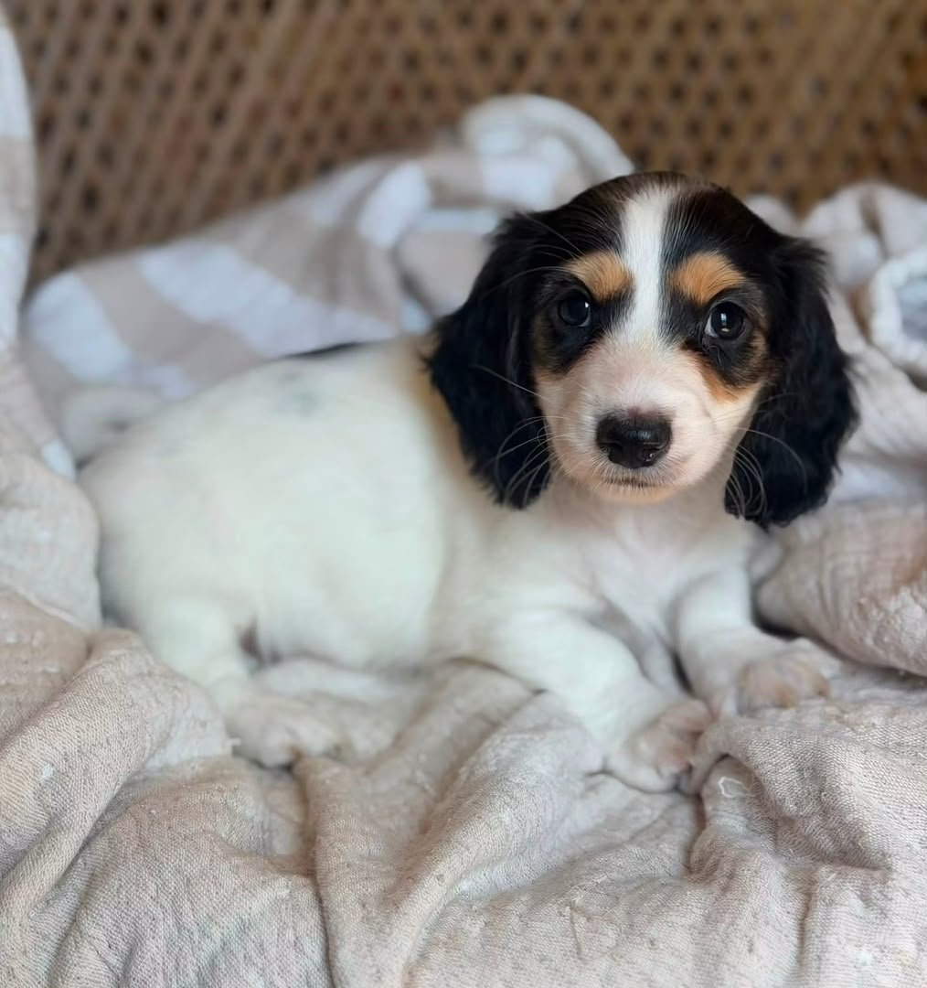 Daisy